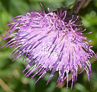 キセルアザミの頭花