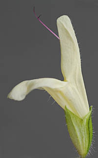 キソキバナアキギリの花横