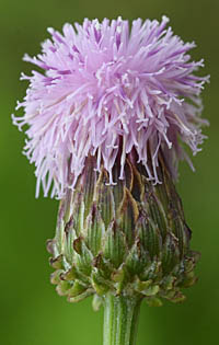 キツネアザミ頭花