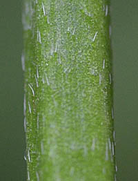 キツネノボタンの茎