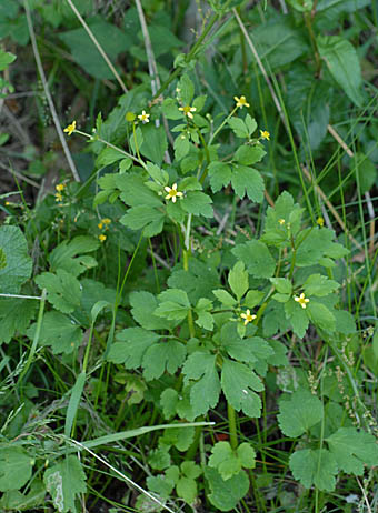 キツネノボタン Ranunculus silerifolius var. glaber キンポウゲ科 