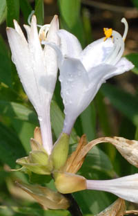 キヨスミギボウシの花時の苞