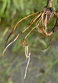 コアゼガヤツリ根茎