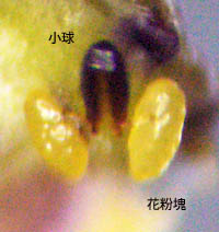 コバノカモメヅル花粉塊