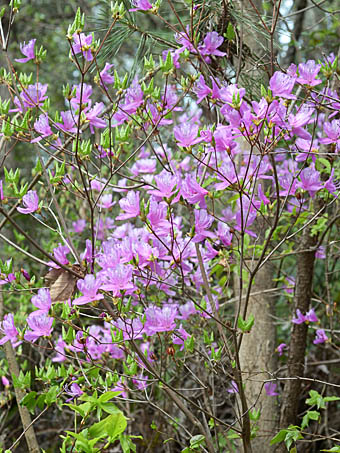 コバノミツバツツジ Rhododendron reticulatum ツツジ科 Ericaceae 