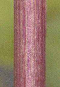 コバノニシキソウ茎