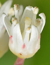 コバノズイナ Itea virginica ズイナ科 Iteaceae ズイナ属 三河の植物観察