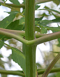コダチダリアの茎