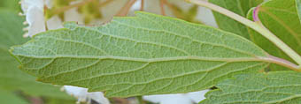 コデマリ Spiraea Cantoniensis バラ科 Rosaceae シモツケ属 三河の植物観察