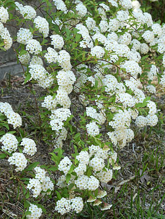 コデマリ Spiraea Cantoniensis バラ科 Rosaceae シモツケ属 三河の植物観察
