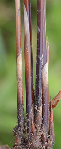 コゴメイ茎の基部の葉鞘