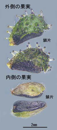 コメナモミ花床の鱗片
