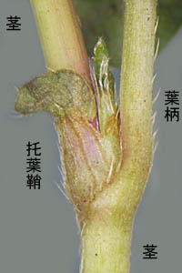 コミゾソバ托葉鞘と葉柄