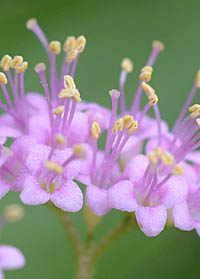 コムラサキの花