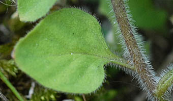 コナスビ葉と茎