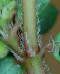 コニシキソウ茎の裏と托葉