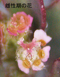 コニシキソウ雌性期の花