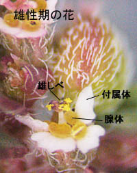 コニシキソウ雄性期の花