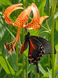 コオニユリの花と蝶