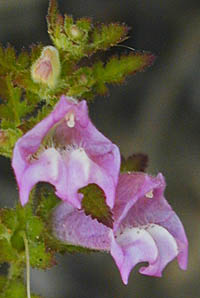 コシオガマの花