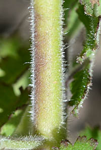 コシオガマ茎