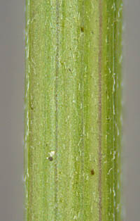 コシロノセンダングサの茎