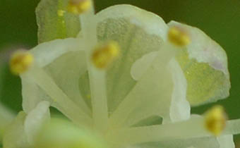 コウモリカズラ花弁の爪部
