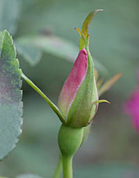 コウシンバラ Rosa Nutkana バラ科 Rosaceae バラ属 三河の植物観察
