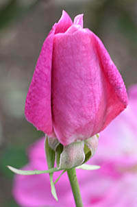コウシンバラ Rosa Nutkana バラ科 Rosaceae バラ属 三河の植物観察