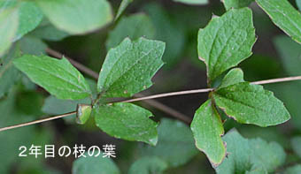 コウヤボウキの2年目枝の葉