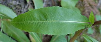 コウゾリナ茎葉