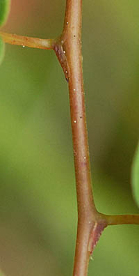 クマヤナギ若木の托葉