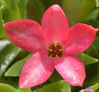クレナイロケア花