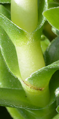 クレナイロケア茎