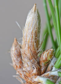 クロマツの冬芽の鱗片