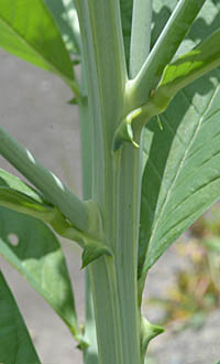 クロタラリア・スペクタビリスの茎