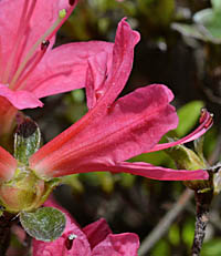 キリシマツツジ クルメツツジ Rhododendron X Obtusum ツツジ科 Ericaceae ツツジ属 三河の植物観察