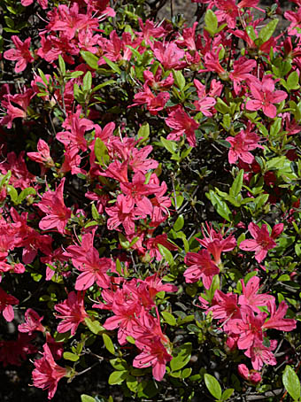 キリシマツツジ クルメツツジ Rhododendron X Obtusum ツツジ科 Ericaceae ツツジ属 三河の植物観察
