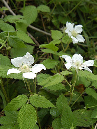 クサイチゴ Rubus Hirsutus バラ科 Rosaceae キイチゴ属 三河の植物観察
