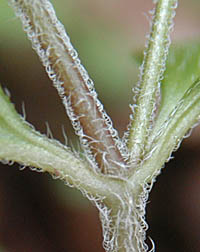 クワガタソウの茎
