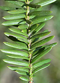 キャラボク Taxus Cuspidata Var Nana イチイ科 Cupressaceae イチイ属 三河の植物観察