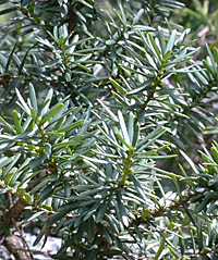 キャラボク Taxus Cuspidata Var Nana イチイ科 Cupressaceae イチイ属 三河の植物観察