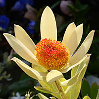 レウカデンドロン・サマーサンの花