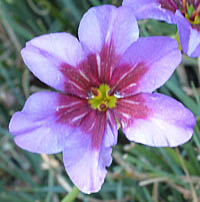 リューココリネ・プルプレアの花