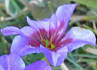 リューココリネ・プルプレアの花2