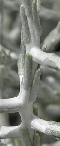 レウコフィタ・ブラウニーの茎