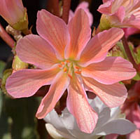 レウイシア・コチレドンの花