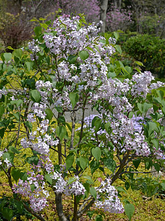 ライラック Quercus Acuta モクセイ科 Oleaceae ハシドイ属 三河の植物観察