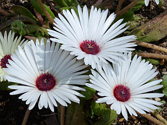 リビングストン デージー 種まきのすすめ 園芸初心者にもおすすめの秋蒔きの花はリビングストンデージーです Docstest Mcna Net