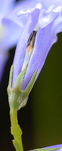 ロベリア・パラシオンブルーの萼